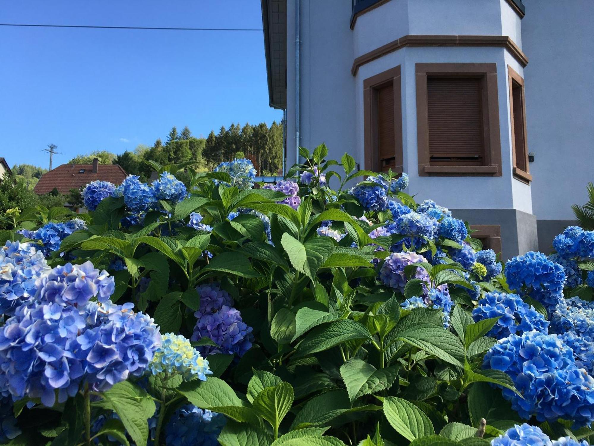 Les Magnolias En Alsace - Meuble De Tourisme 3 Etoiles Apartment Barembach Exterior photo