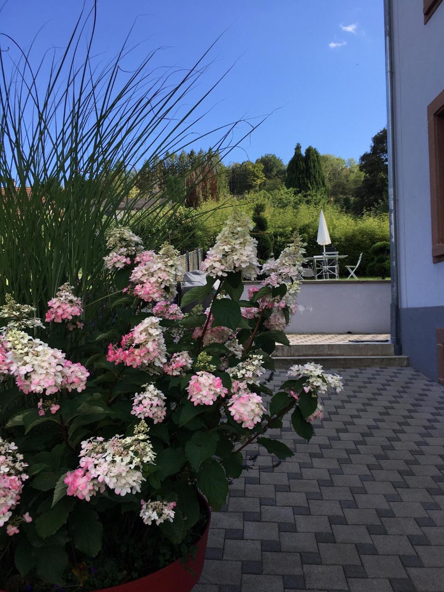 Les Magnolias En Alsace - Meuble De Tourisme 3 Etoiles Apartment Barembach Exterior photo